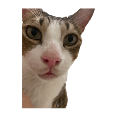 阿虎是一隻小貓咪2