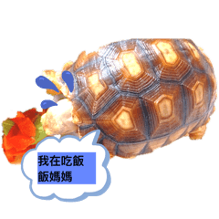 我的好寵物