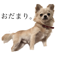 Chihuahua HACHI