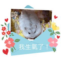 大福の照片2