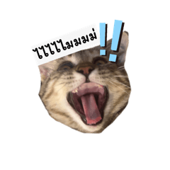 nitze pets
