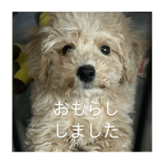 koko_20250718163756