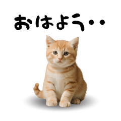 ネコが、繰り広げる表情の世界-2