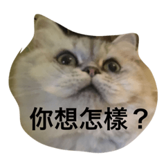 欠揍ㄉ貓
