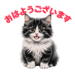 Fluffy black kitten reply2