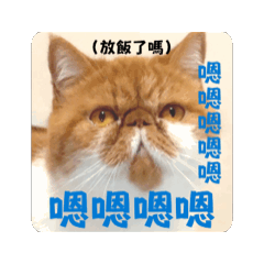 橘白咪 照三餐問候