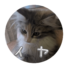 daikon zamurai_20250720110627