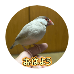 ぷりんのすたすたんぷ