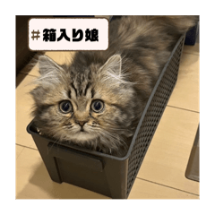 lovely_yamato