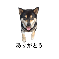 柴犬　黒柴　毎日デカ文字　可愛いフェル6