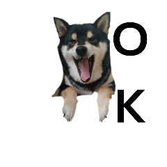 柴犬　毎日癒し　黒柴　フェル　可愛い8