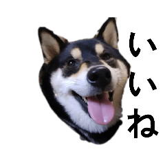 柴犬　毎日デカ文字　黒柴　フェル可愛い7