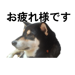 柴犬　毎日デカ文字　フェル　可愛い7