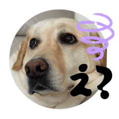 sara_Labrador Retriever No.1