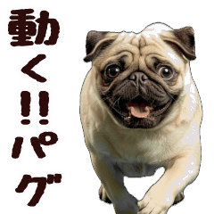 moving pug