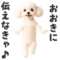 関西弁♡エッホエッホプードル