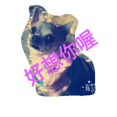 毛孩愛說話