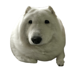 Harbor the samoyed 3.0