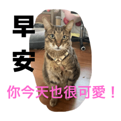 MEOWOLF!!