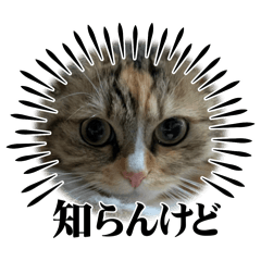 Shio_20250720194148