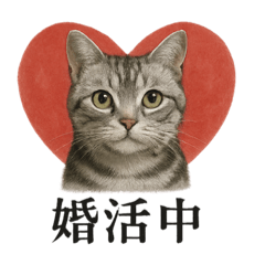【婚活】恋するアメリカンショートヘア