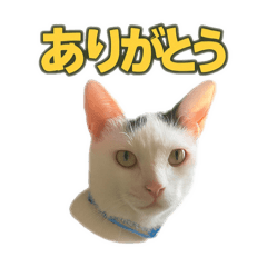 sachiko_20250720211301