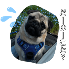 maple_20250721142631