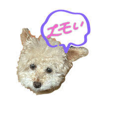 choco_20250721163722