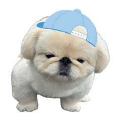 けばぶといっしょver2.0