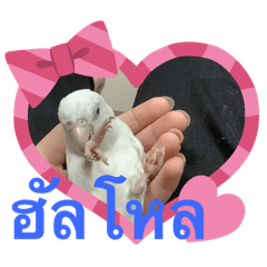 Birds   Thai mode    ;)