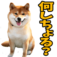 山口弁☆柴犬