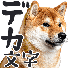 real dogs meme Shiba Inu BIG