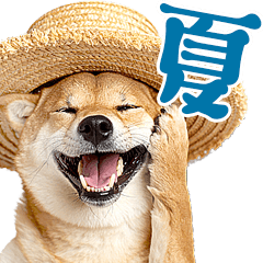 มีมสุนัขตัวจริง ชิบะอินุ ฤดูร้อน