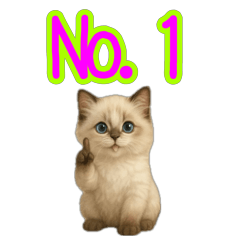 Recommended activities for rag doll