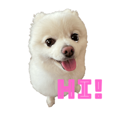 Pomeranian Kotarou-kun