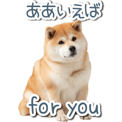 ああ言えばfor you柴犬【面白い・ネタ】