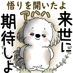 シーズー犬 2025 「悟りました」