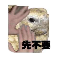 ？豬比較可愛？