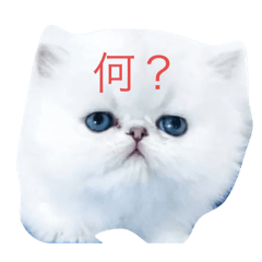 KT/om_20250722132639