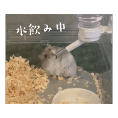 hamuhamu_20250723075819