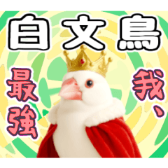 I am the king of white Java sparrows.
