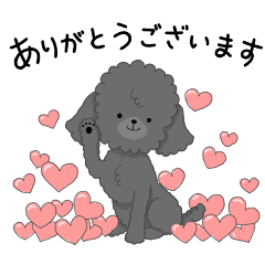 My color toy poodle black