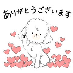 My color toy poodle white