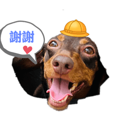 藍錢錢和馬巧妹的狗生