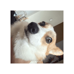 拉瑪大明星の日常