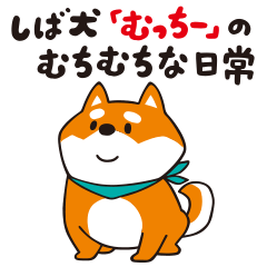 The daily life of Shiba Inu "Mutchy"