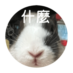 小兔子長大囉