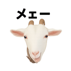 くーちゃん家のオクラ