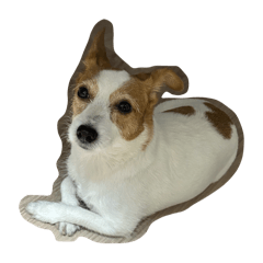 kinako_20250722181416