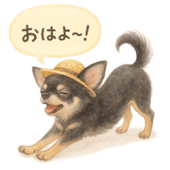 Fluffy Chihuahua: Summer Vibes